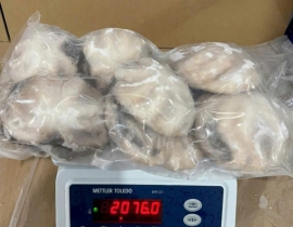 BẠCH TUỘC 2 DA SIZE 100-200G TÚI 2KG NET 7